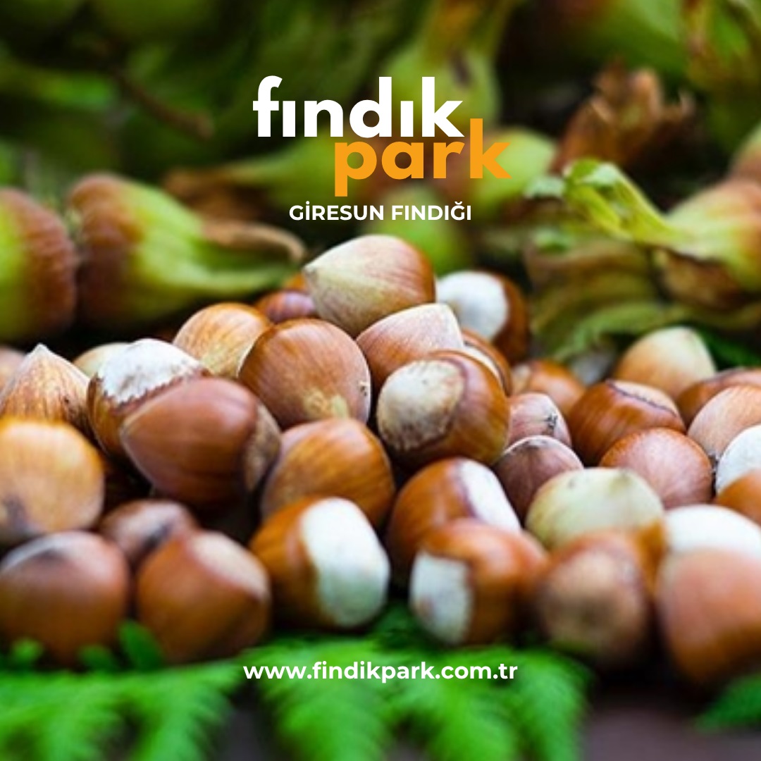 Giresun Fındığı ile Sofralarınıza Gelen Saf Lezzet