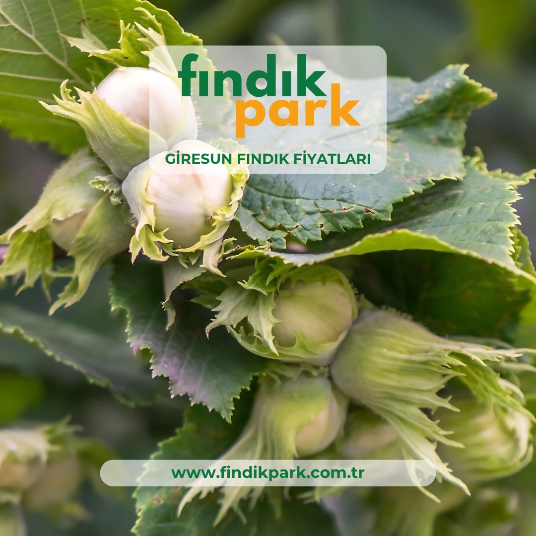 Giresun Fındık Fiyatları