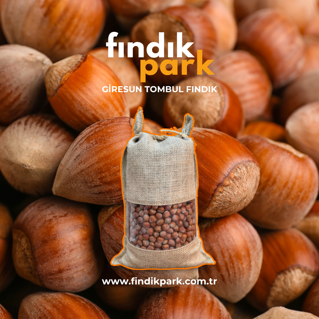Türkiye'nin en güzeli Giresun Tombul Fındık