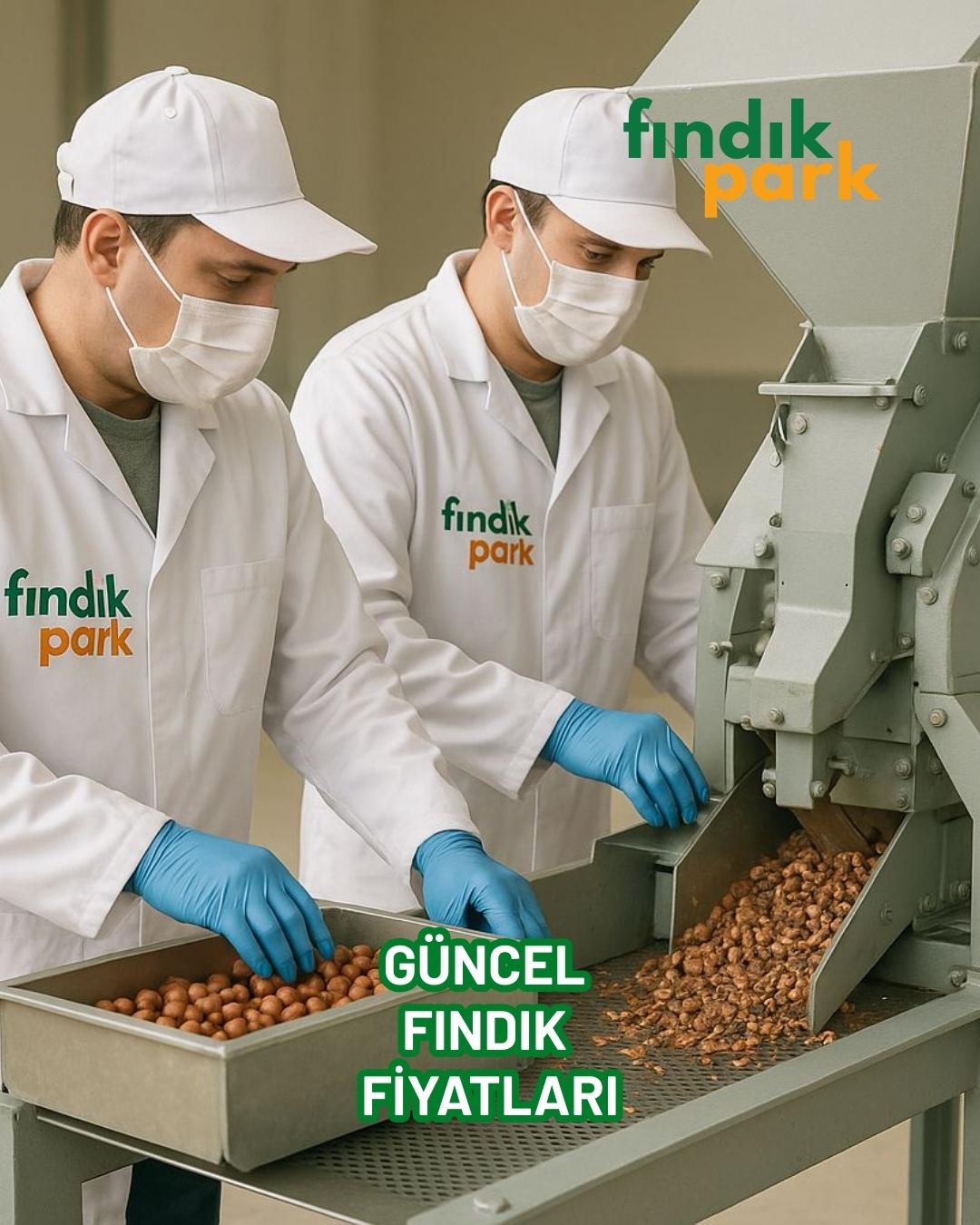 Güncel Fındık Fiyatları Piyasa Dinamikleri ve Tüketiciye Etkileri